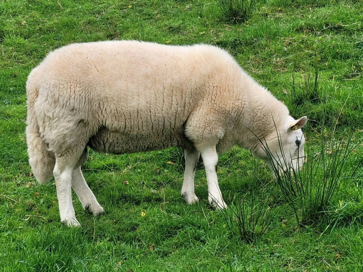Cheviot and Mayo Blackface Rams - Image 4