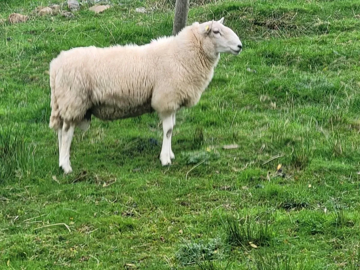 Cheviot and Mayo Blackface Rams - Image 1