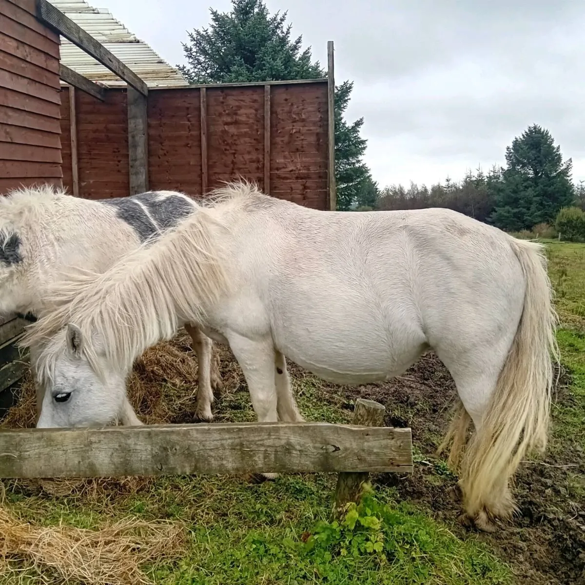 Pony and foal - Image 1