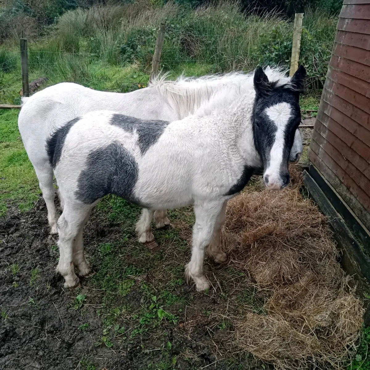 Pony and foal - Image 2