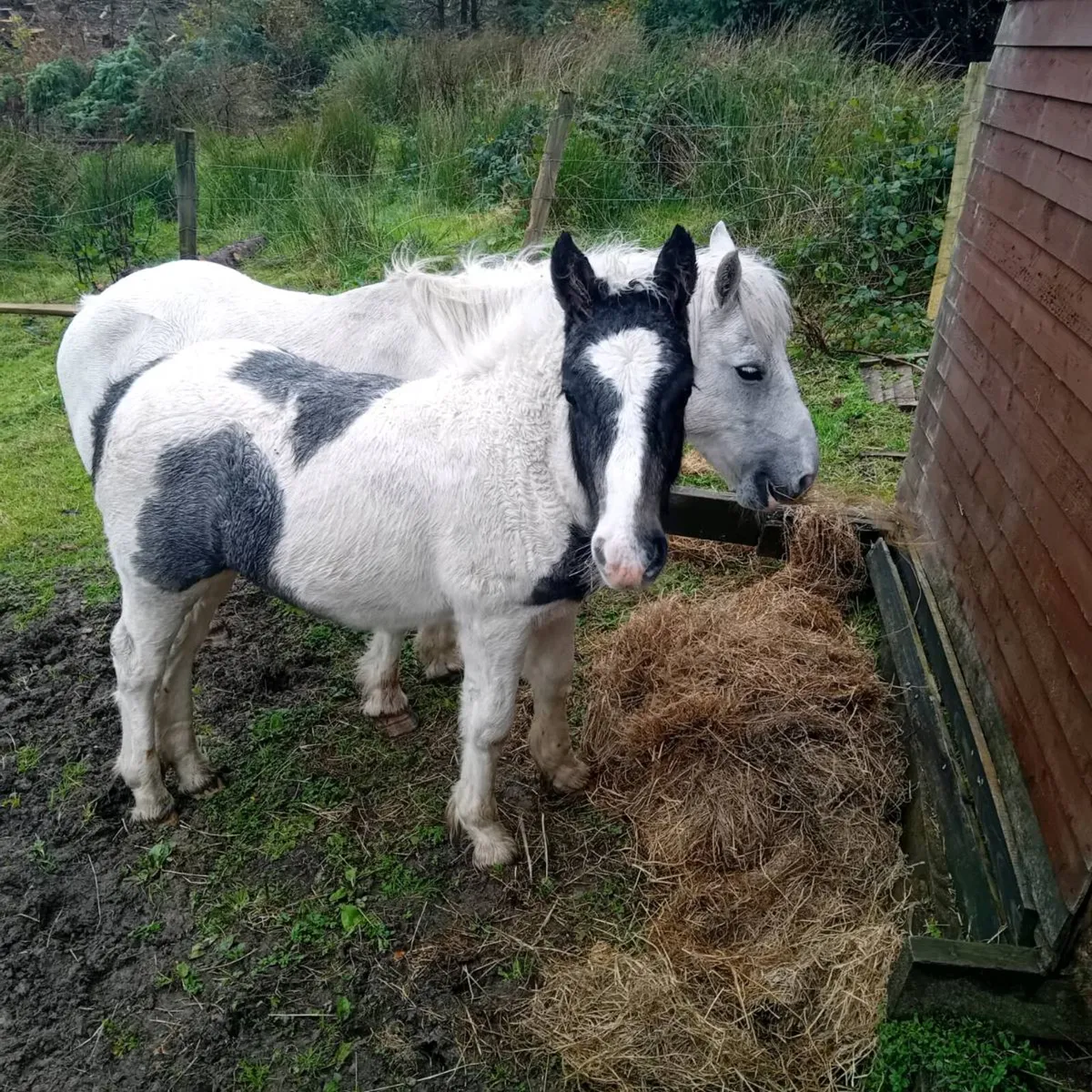 Pony and foal - Image 3