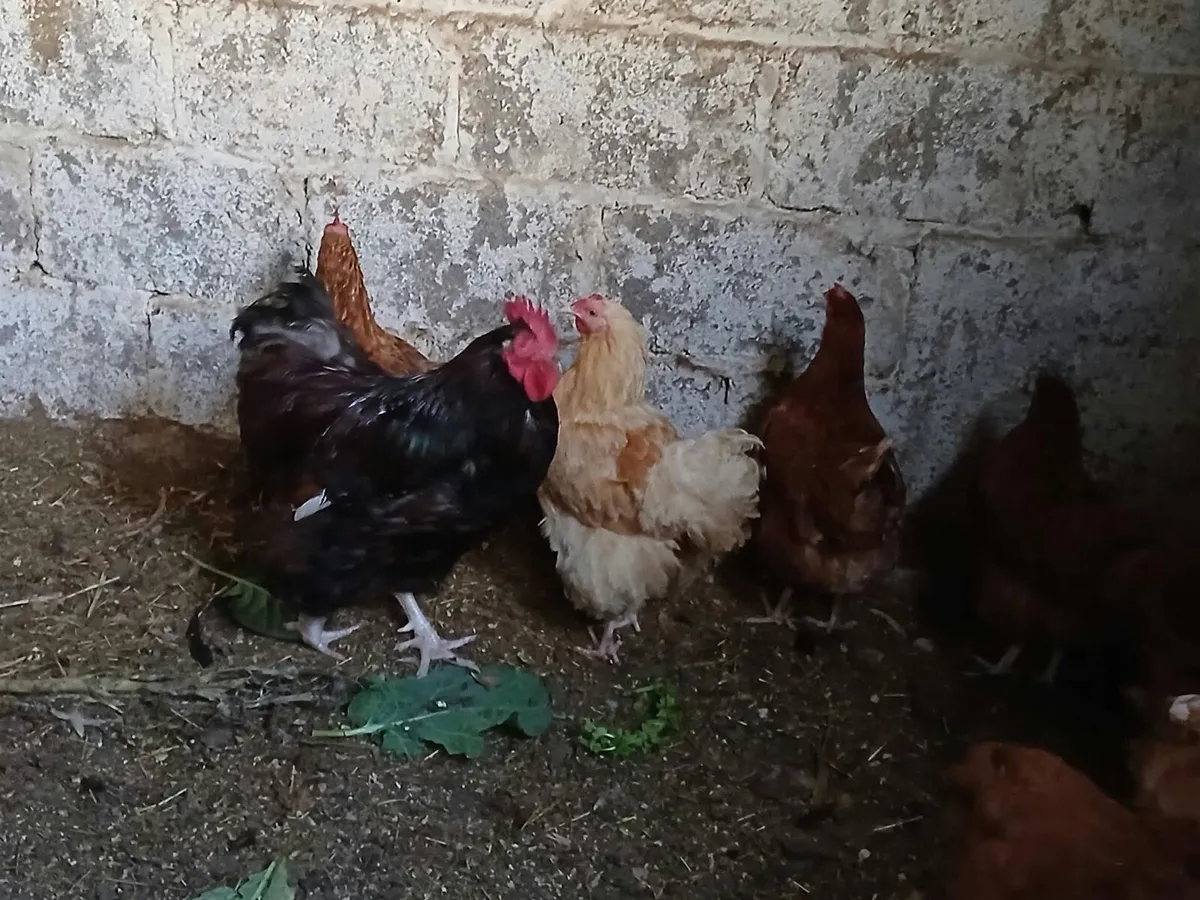 Orfington & Rescue Chickens (See pricing in info) - Image 1