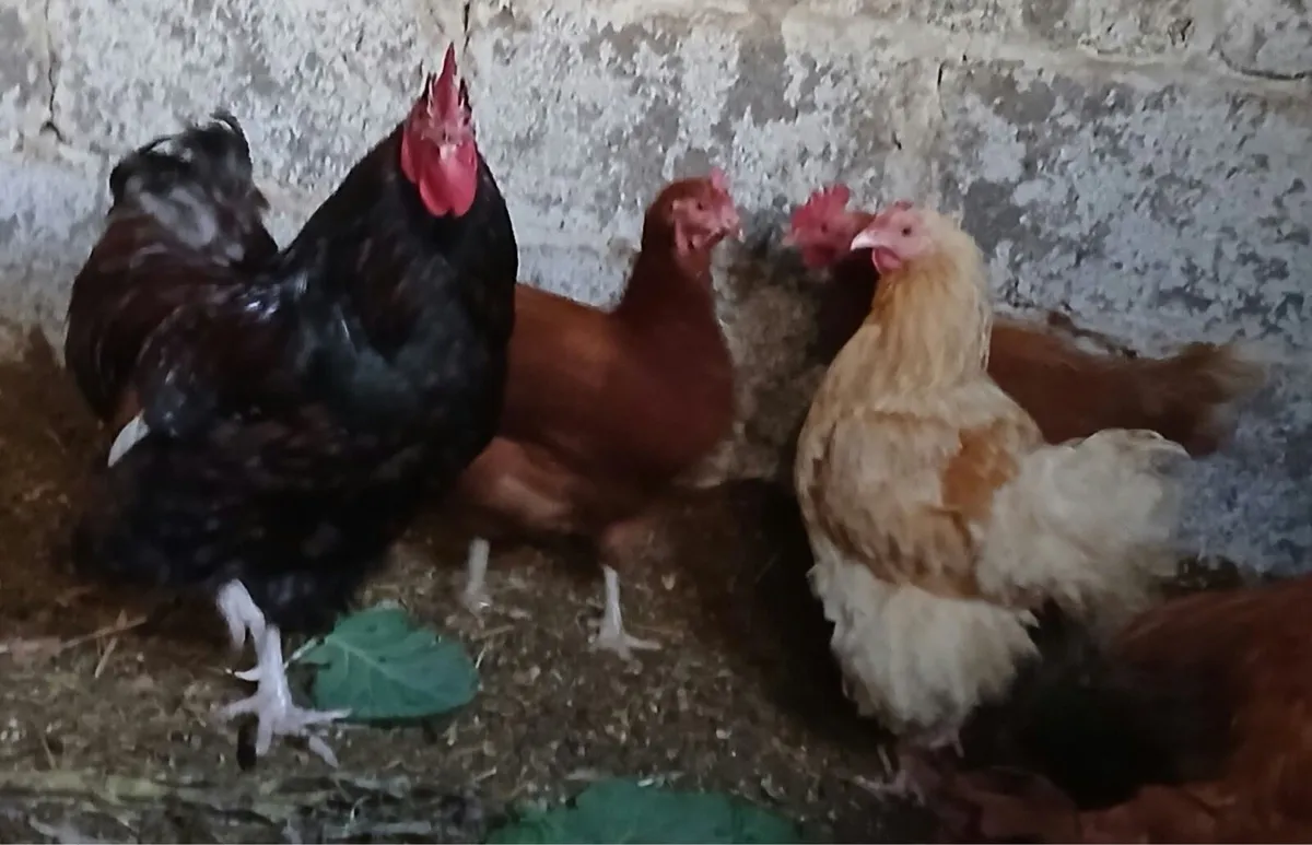 Orfington & Rescue Chickens (See pricing in info) - Image 2