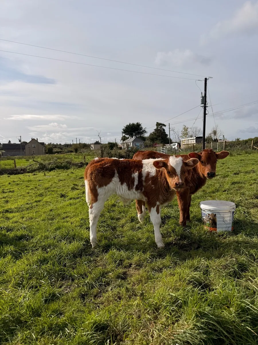 Red Belgian Blue calf - Image 1