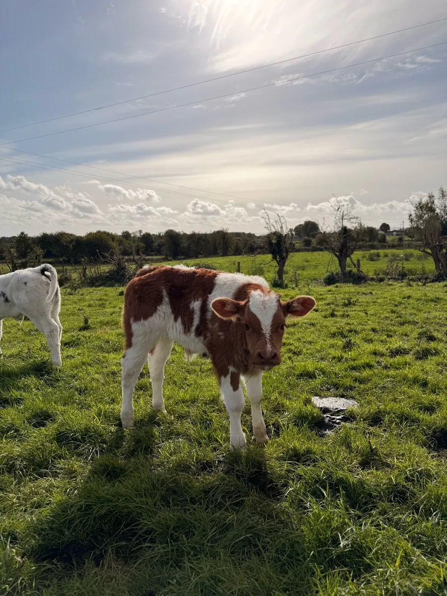 Red Belgian Blue calf - Image 2