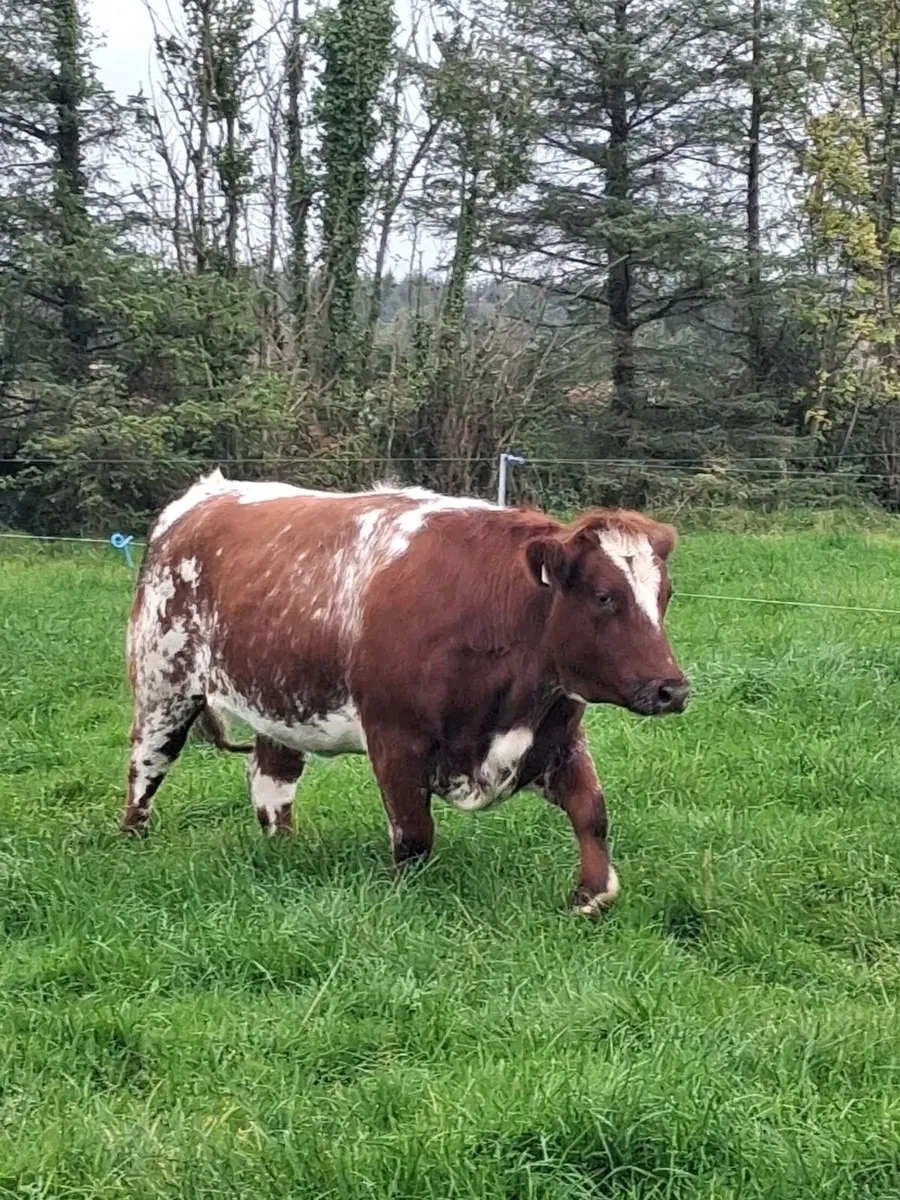 Breeding Heifers - Image 2
