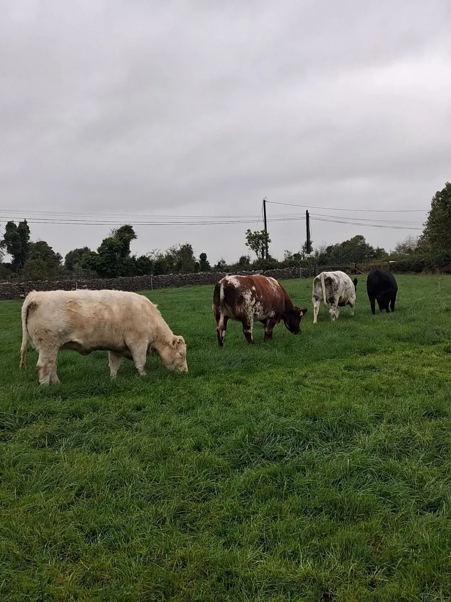 Breeding Heifers - Image 3