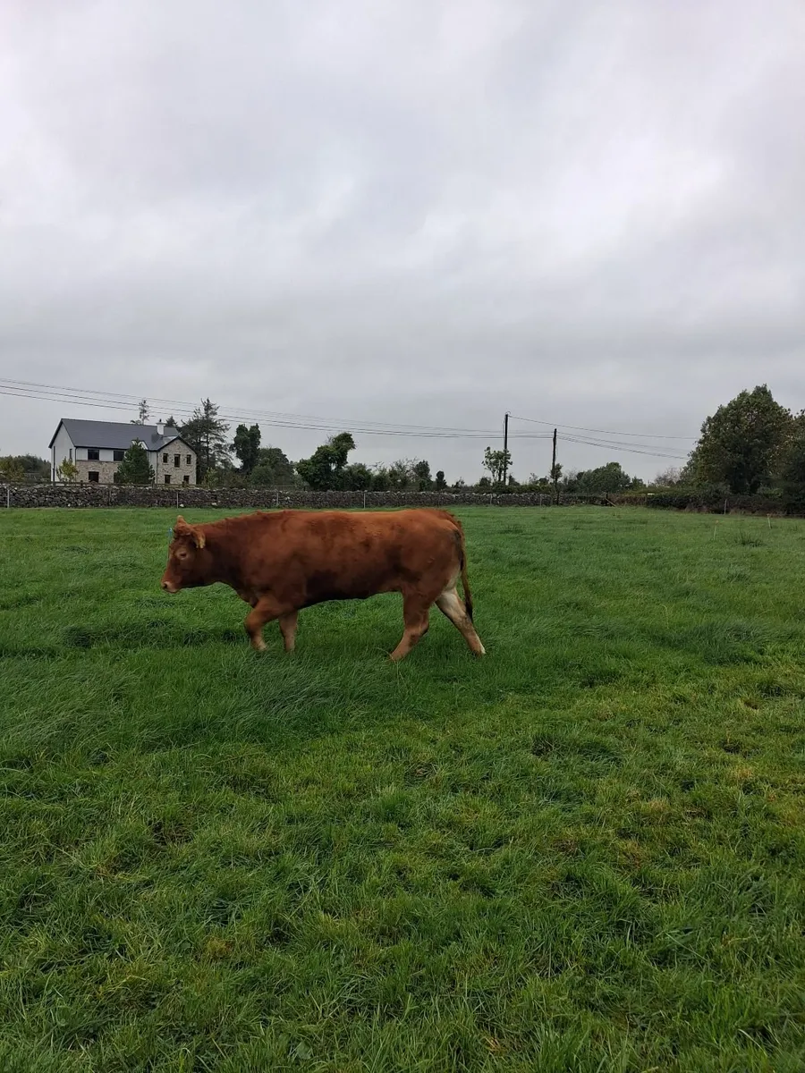 Breeding Heifers - Image 4