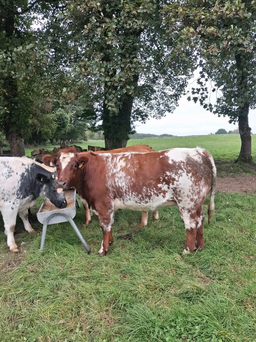 Breeding Heifers - Image 1