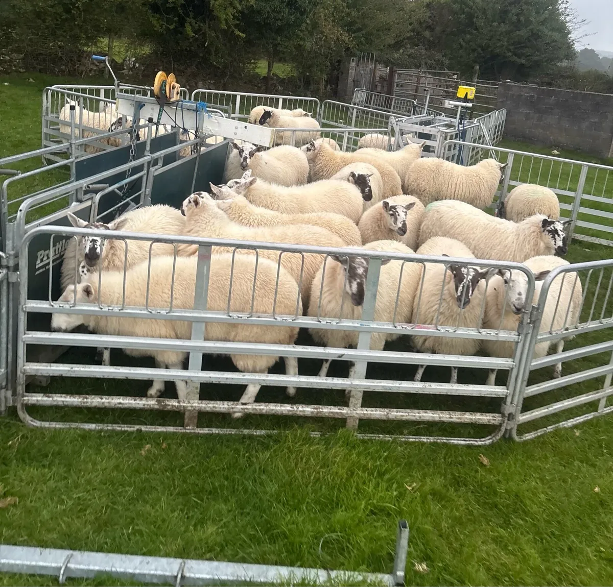 Ewe Lambs - Image 1