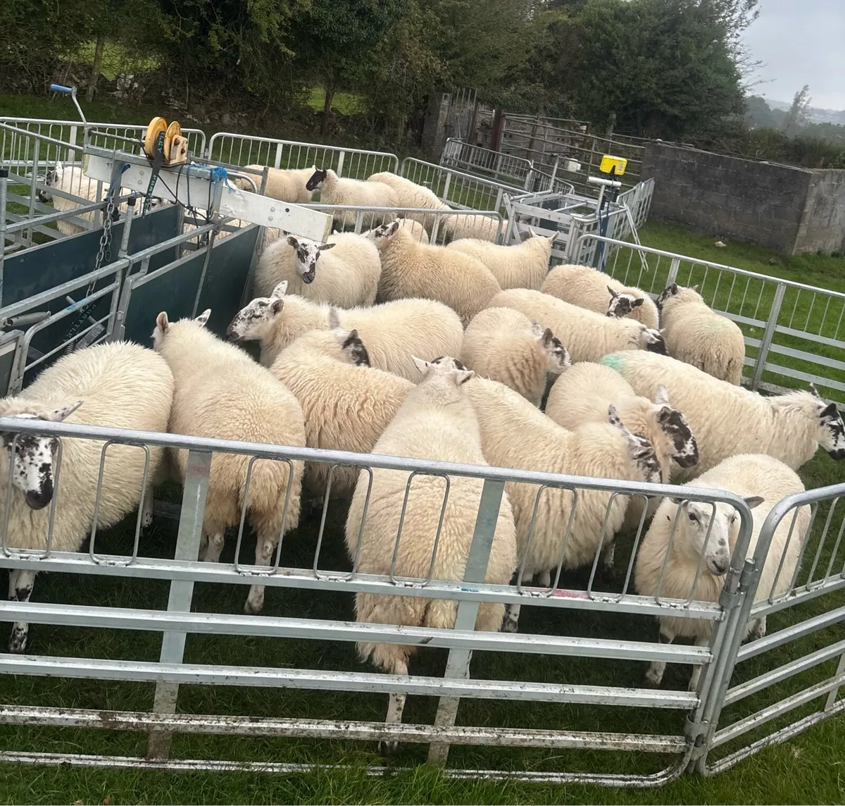Ewe Lambs - Image 2