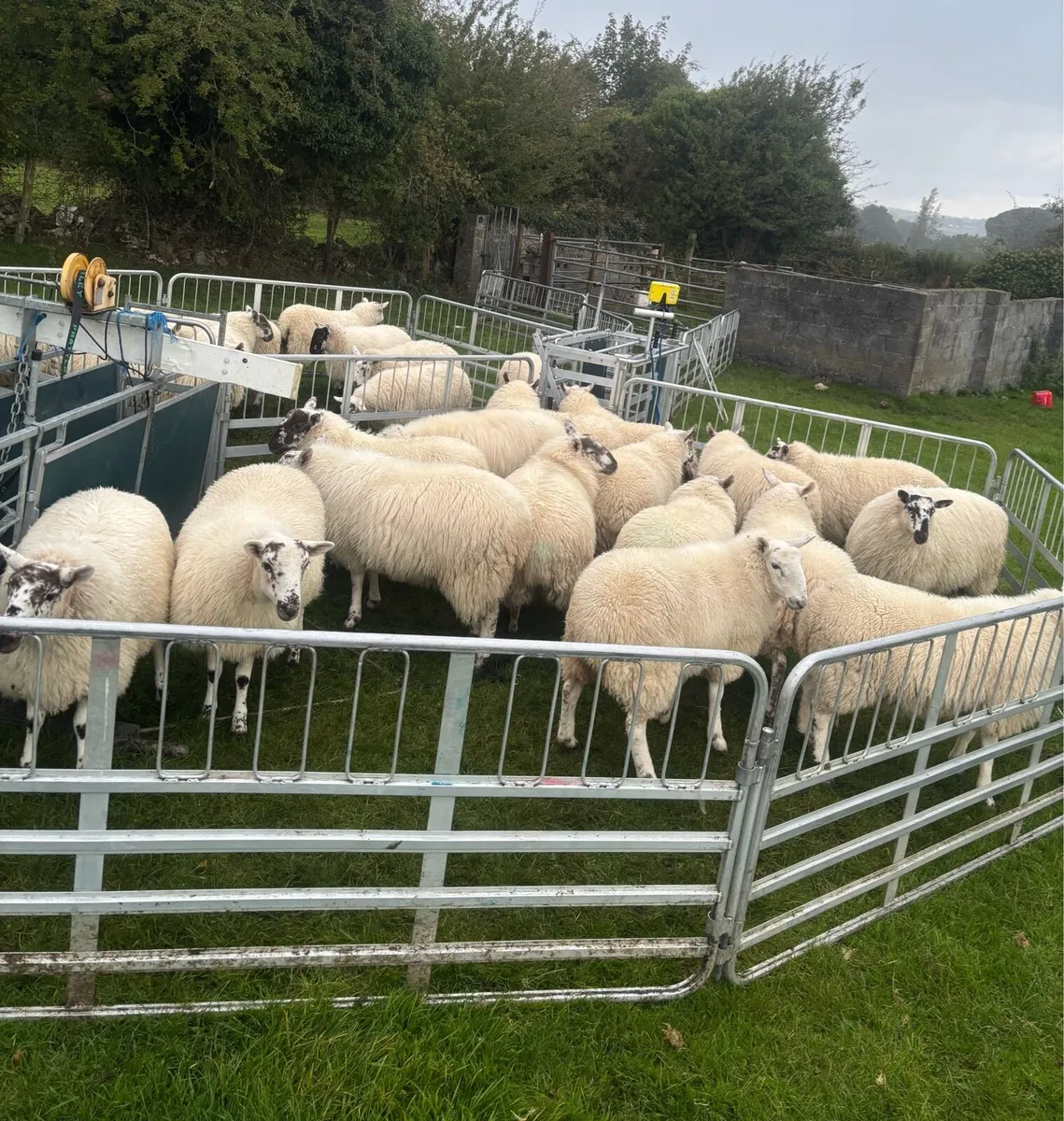 Ewe Lambs - Image 3