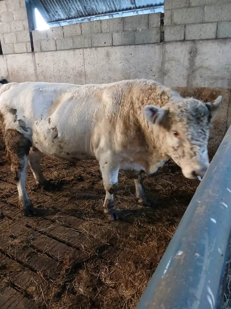 Bull - Image 1