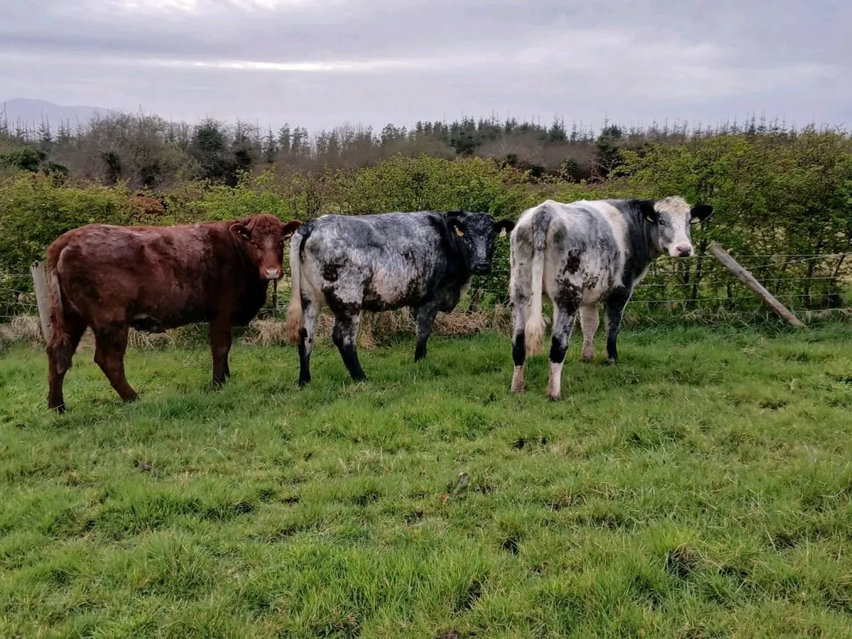Bull - Image 3