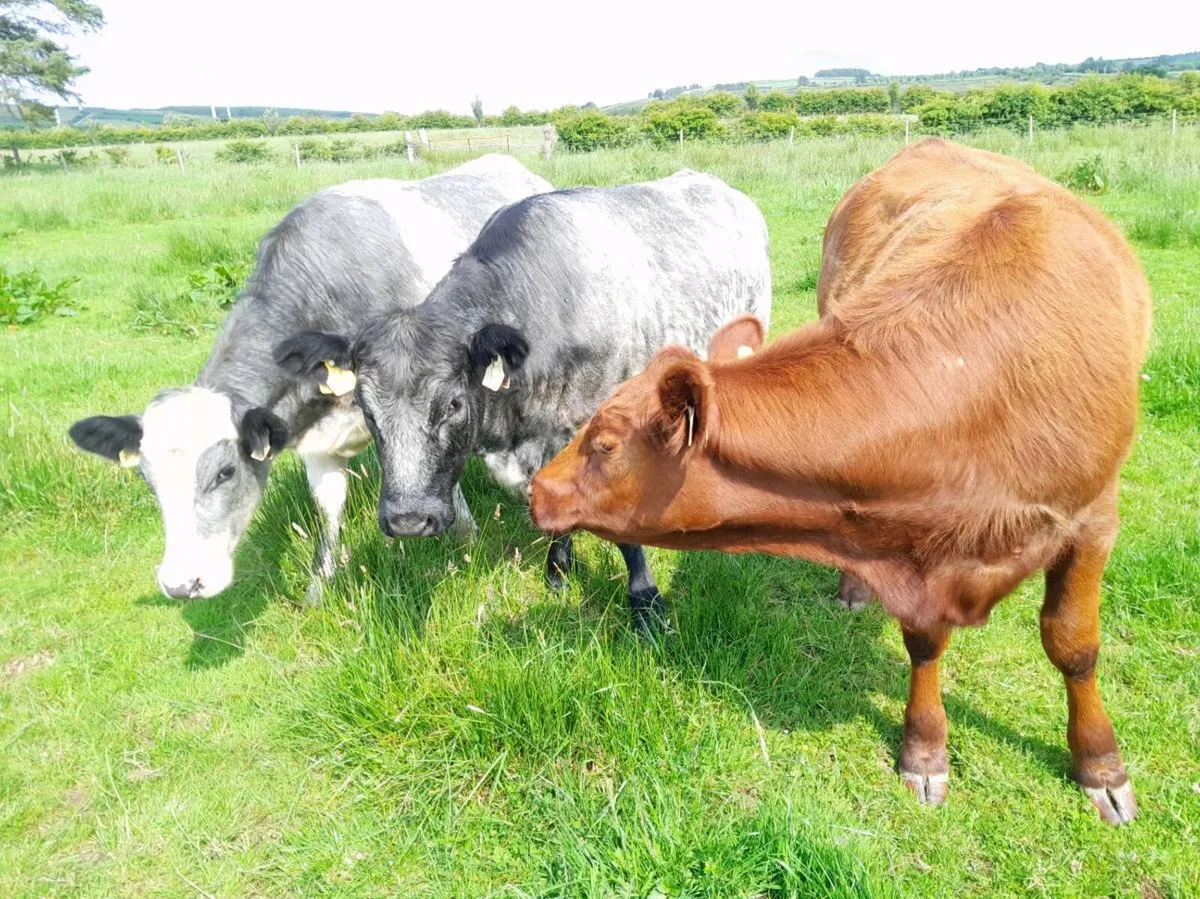 Bull - Image 4