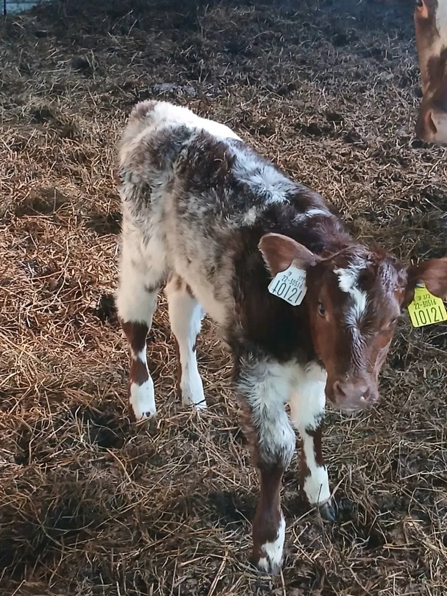 Bull - Image 2
