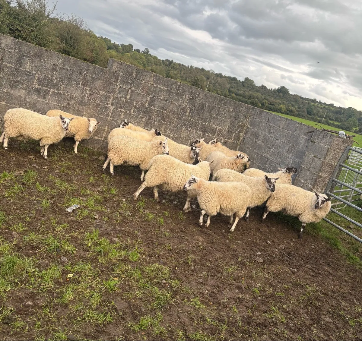 Ewe Lambs - Image 4