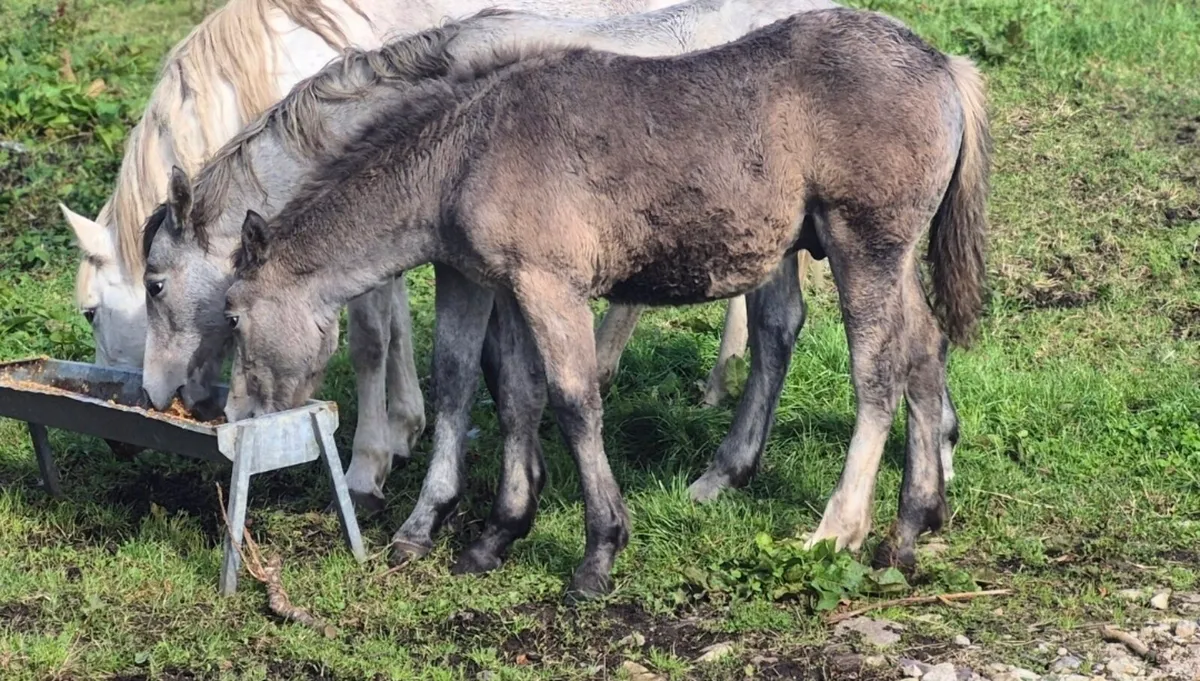 Reg Connemara Colt Foal - Image 1