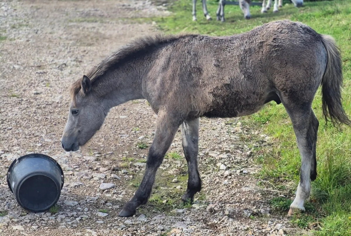 Reg Connemara Colt Foal - Image 2