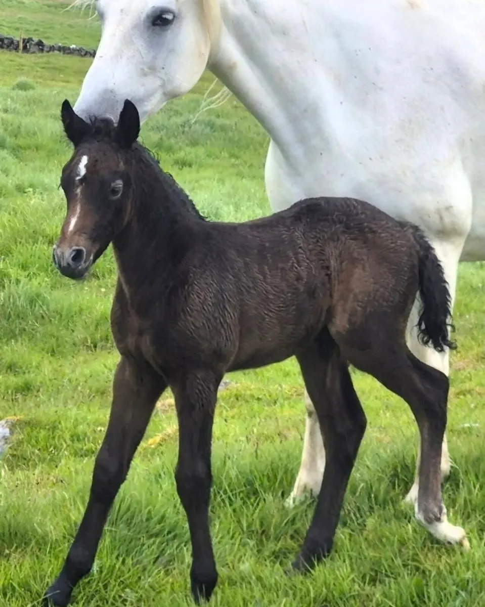 Reg Connemara Colt Foal - Image 3