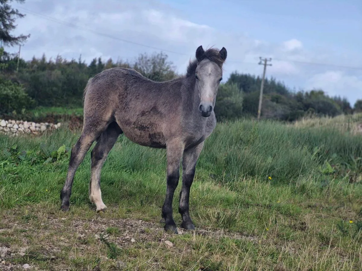 Reg Connemara Colt Foal - Image 4