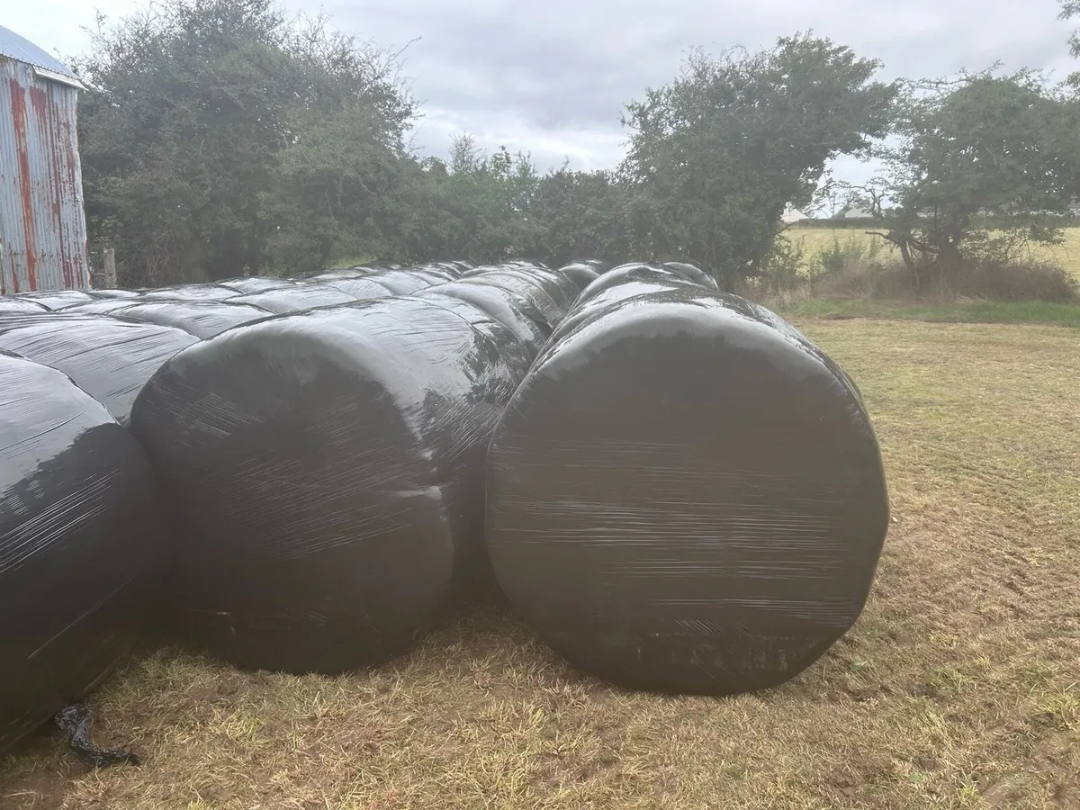 53 Bales of Silage Ennistymon - Image 2