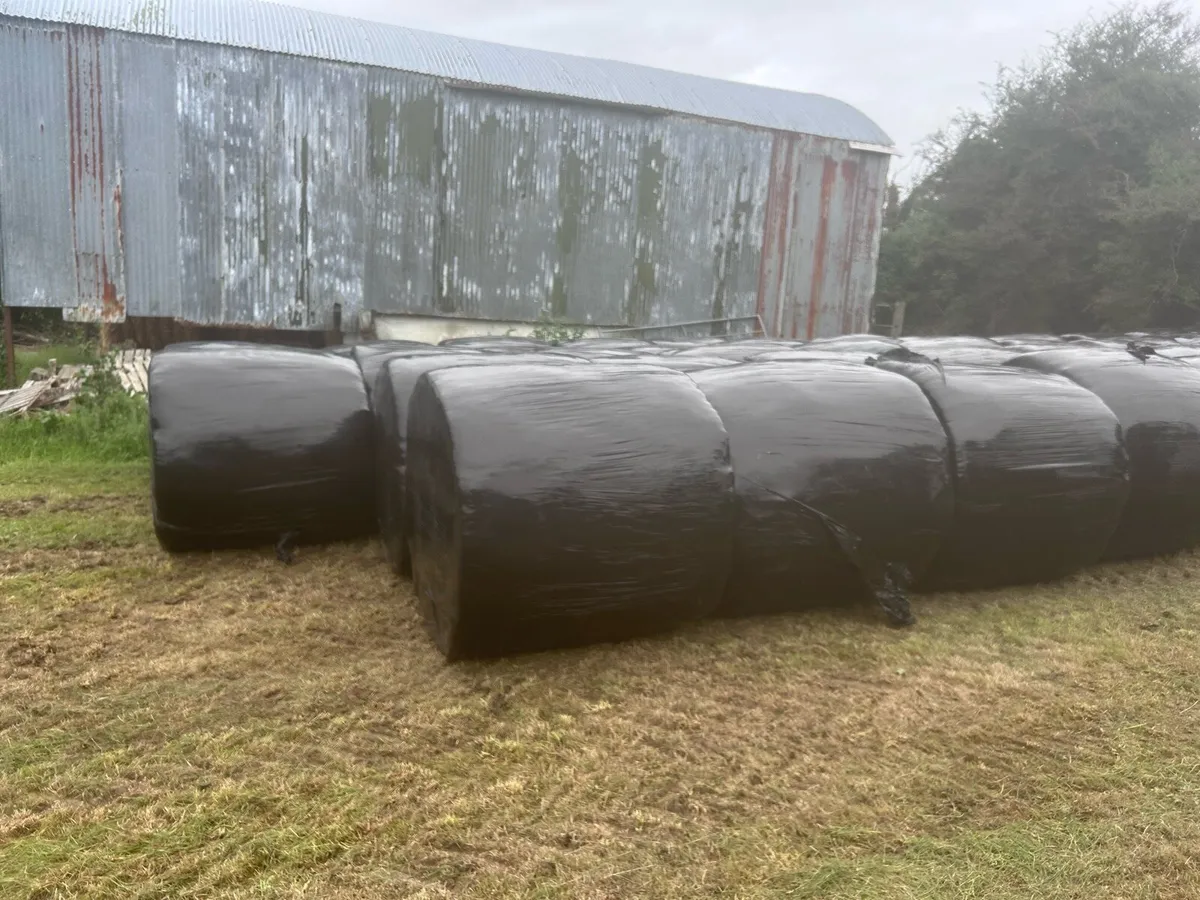 53 Bales of Silage Ennistymon - Image 3