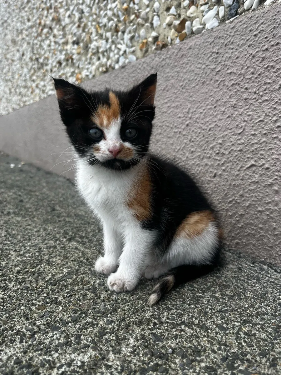 Kittens - Image 1
