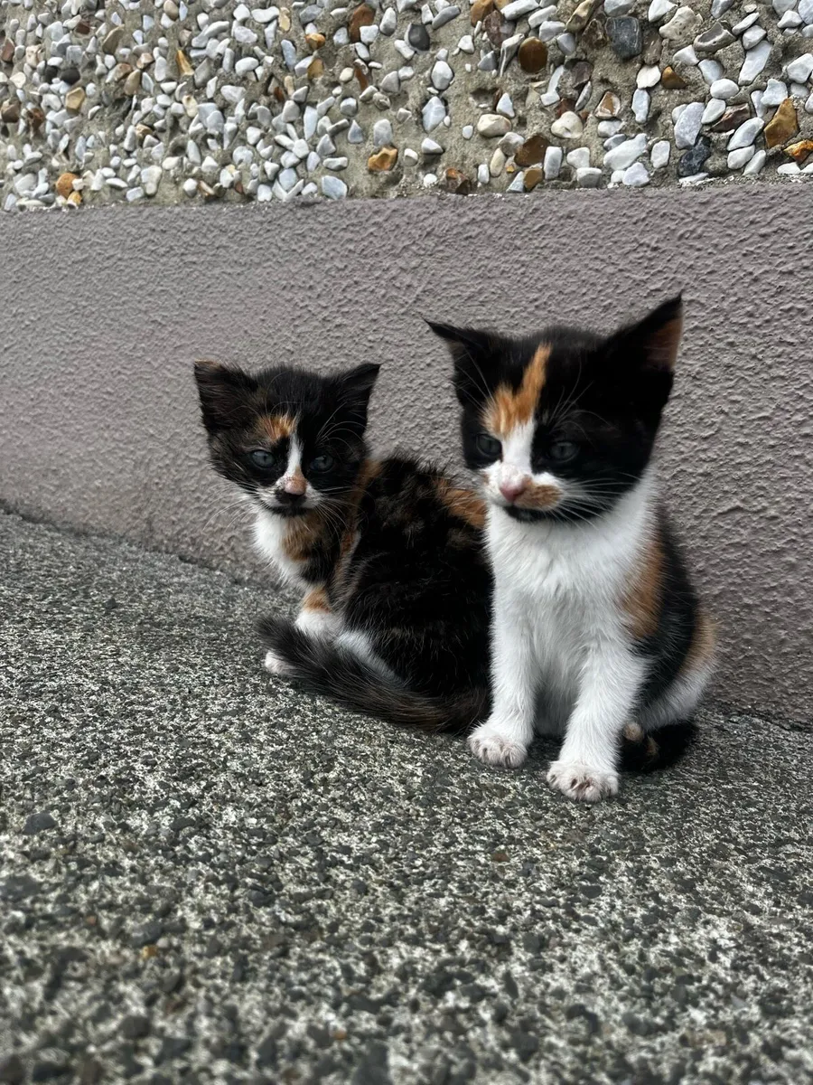 Kittens - Image 3