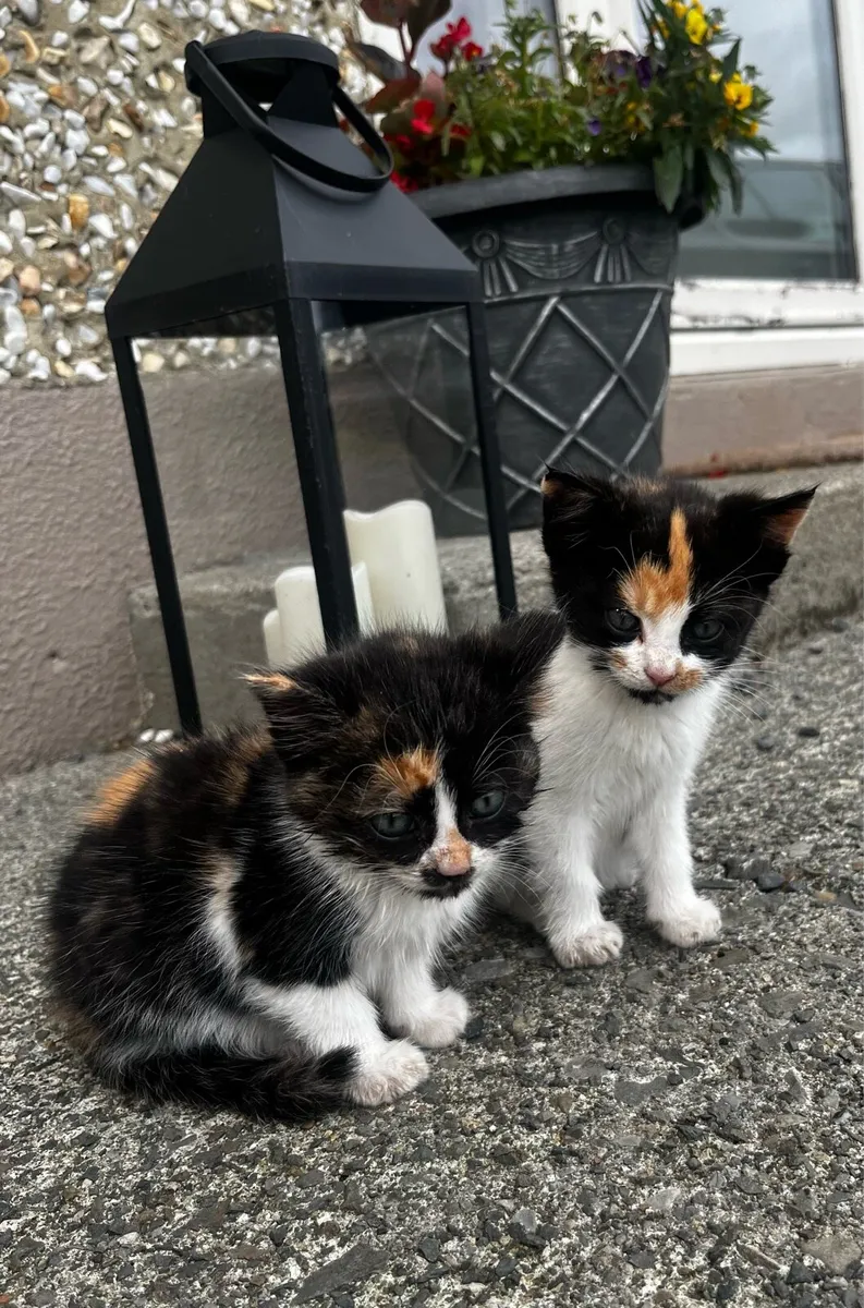Kittens - Image 4