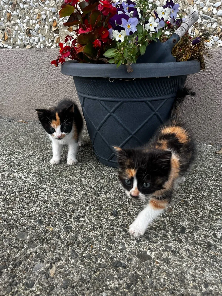 Kittens - Image 2
