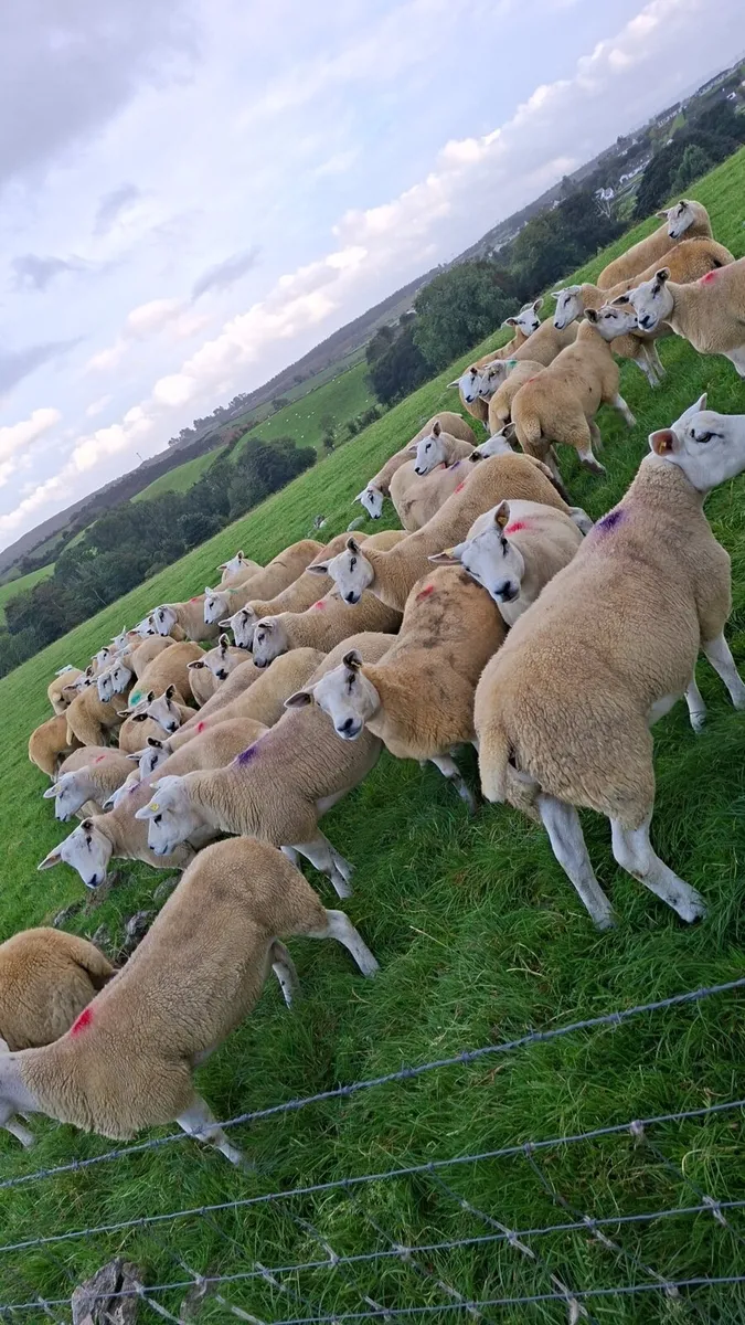 20 texel ewe hoggets