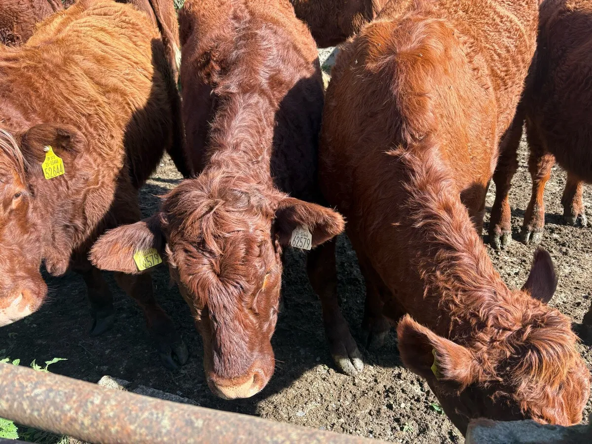 Livestock - Image 2