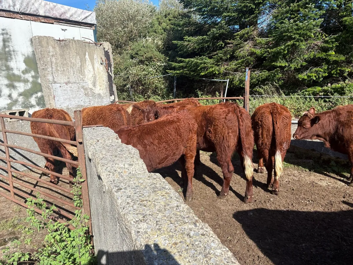 Livestock - Image 3