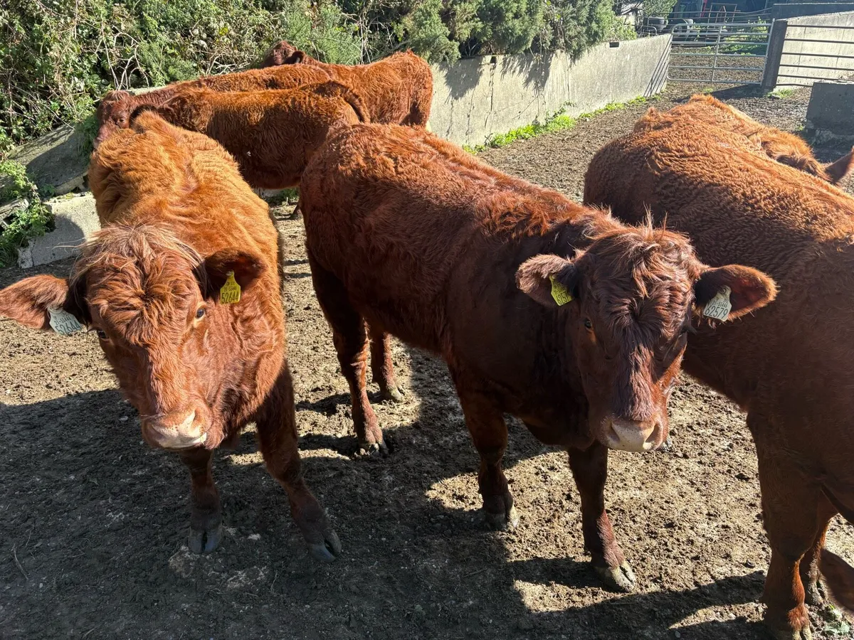 Livestock - Image 4