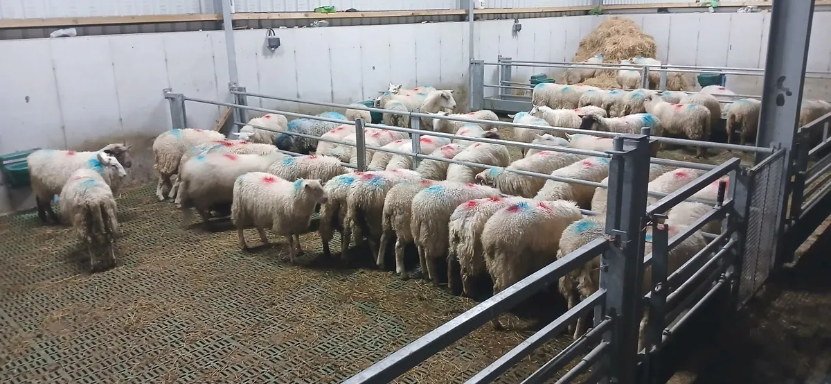 Charlaois  Ewe and ramb lamb