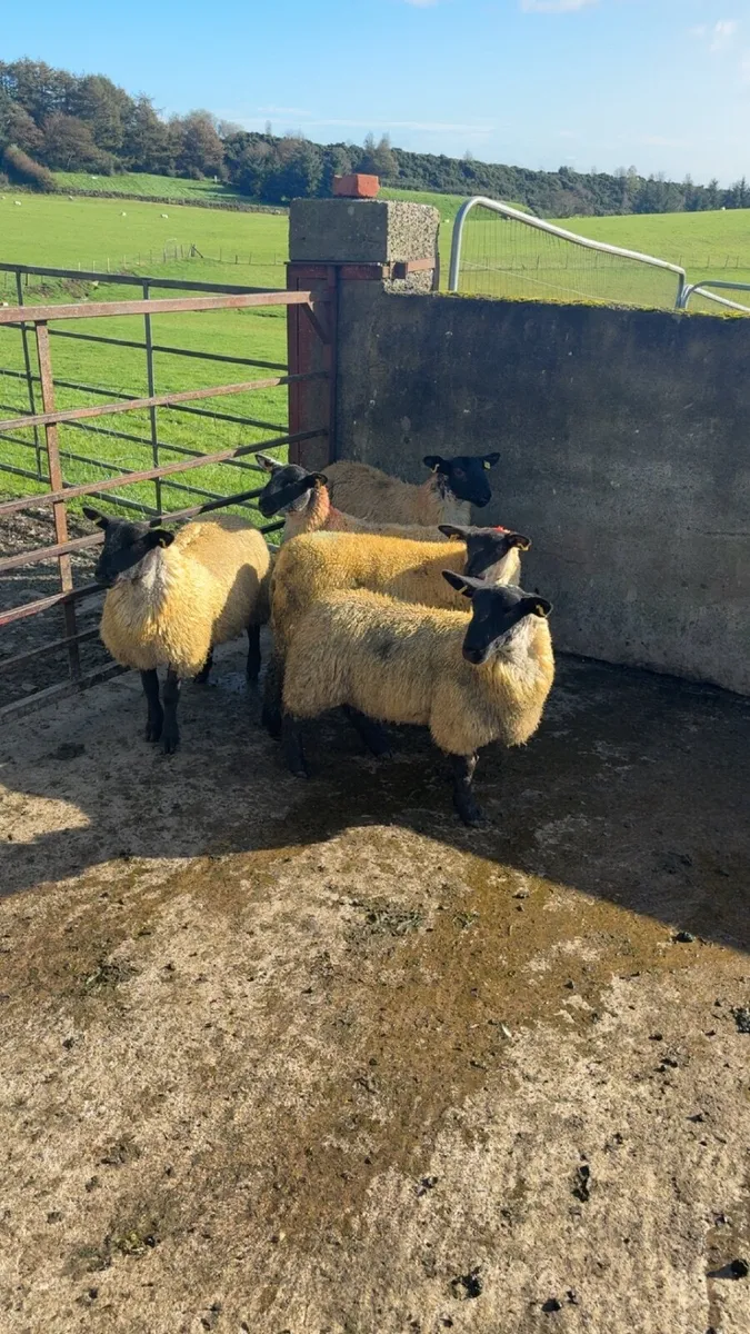ewe lambs for sale - Image 1