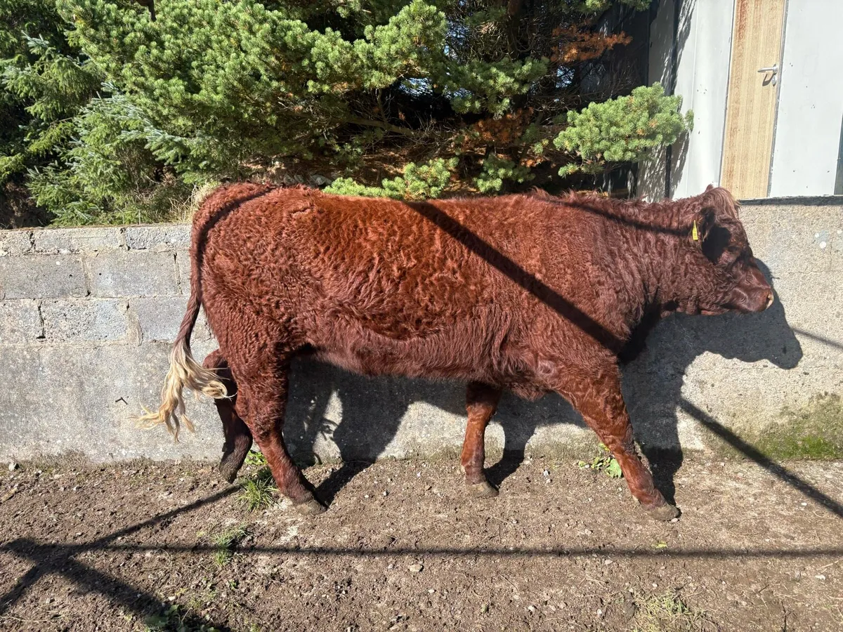 Livestock - Image 3