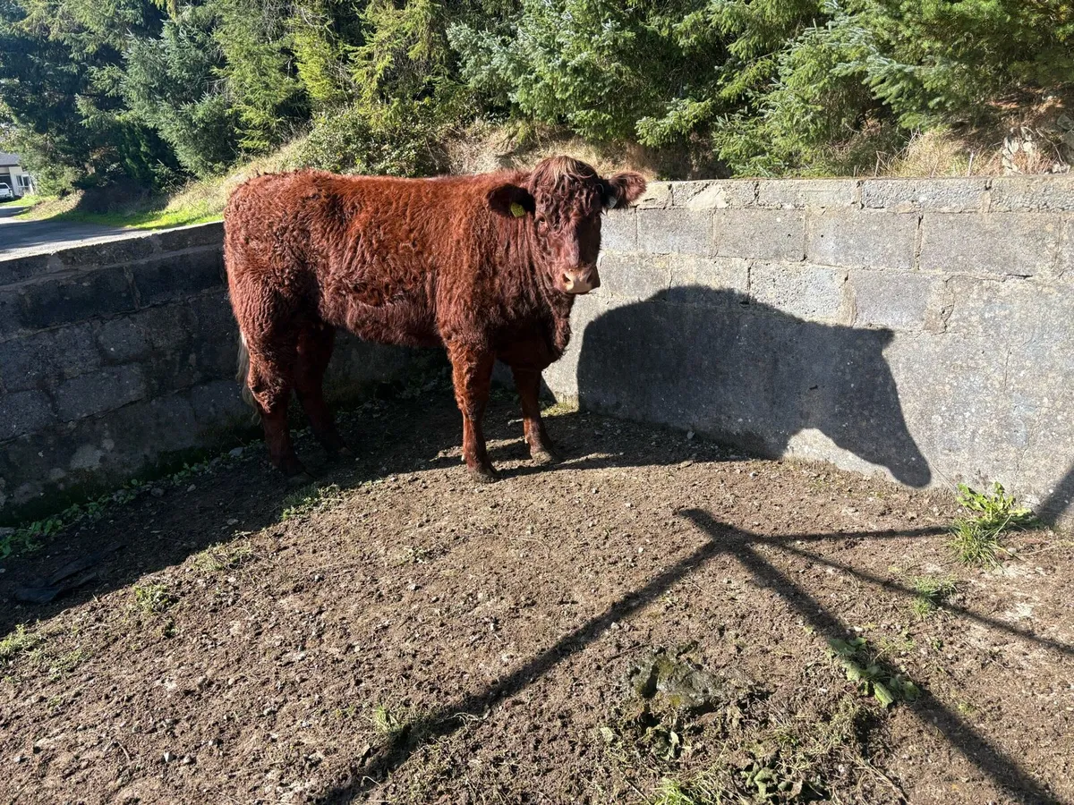 Livestock - Image 2