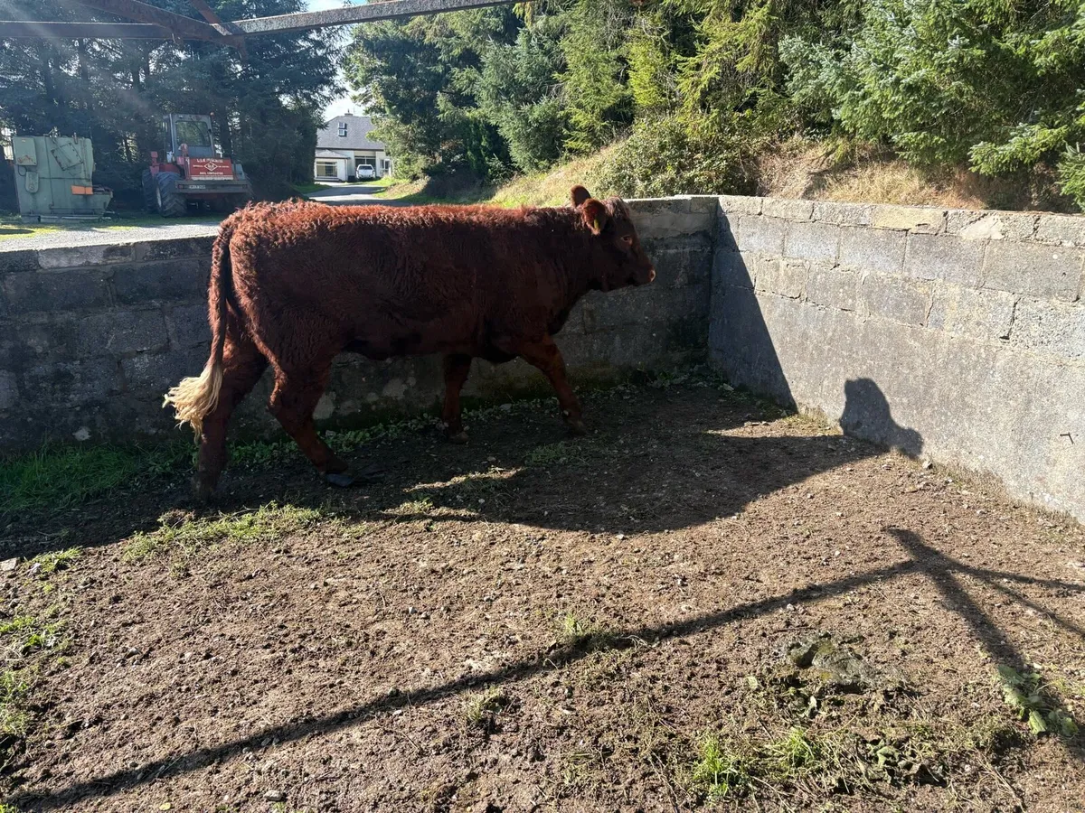 Livestock - Image 4
