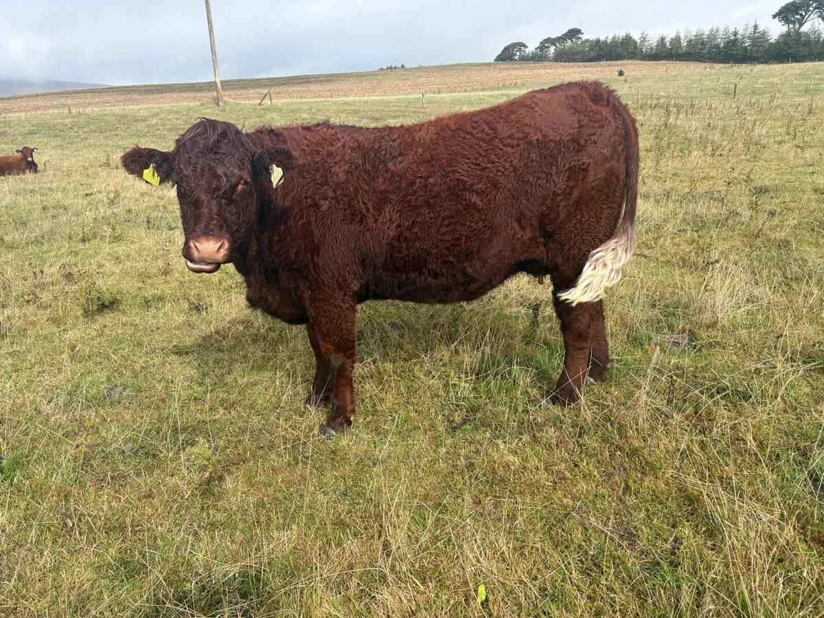 Livestock - Image 1
