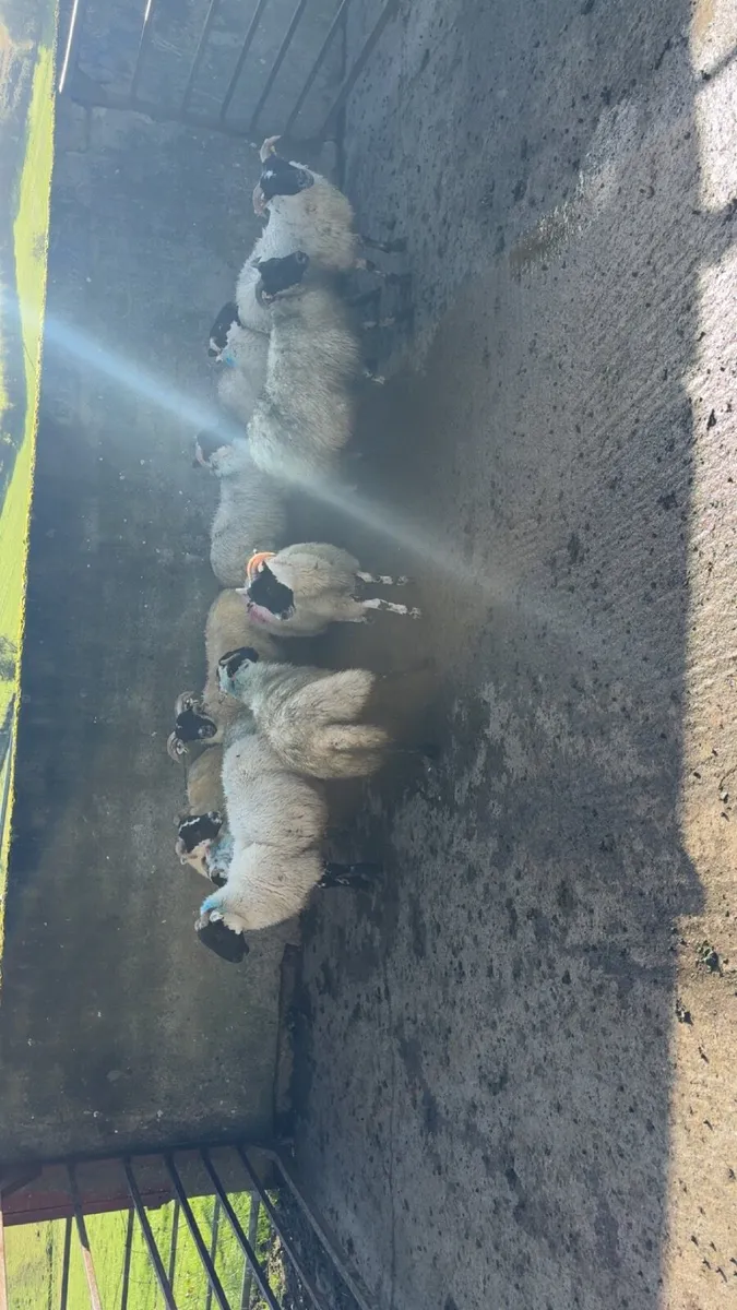 ewe lambs for sale - Image 2
