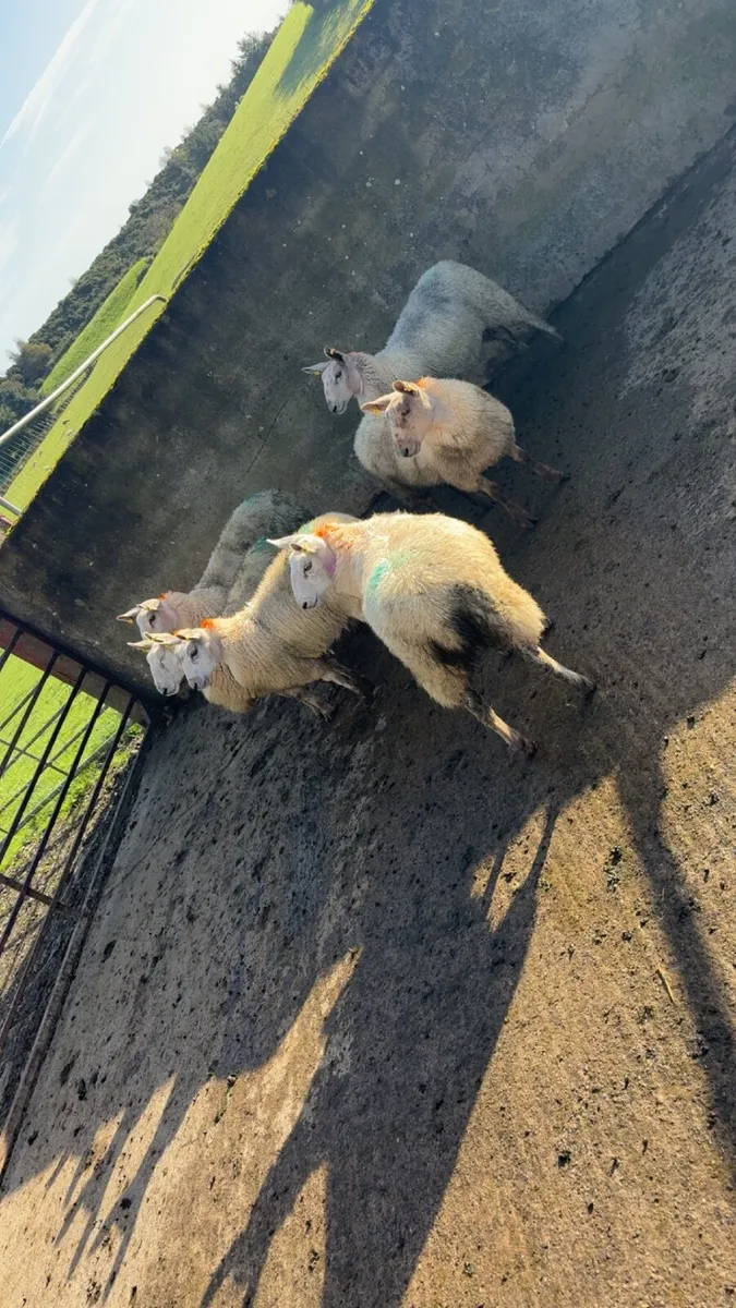 ewe lambs for sale - Image 3