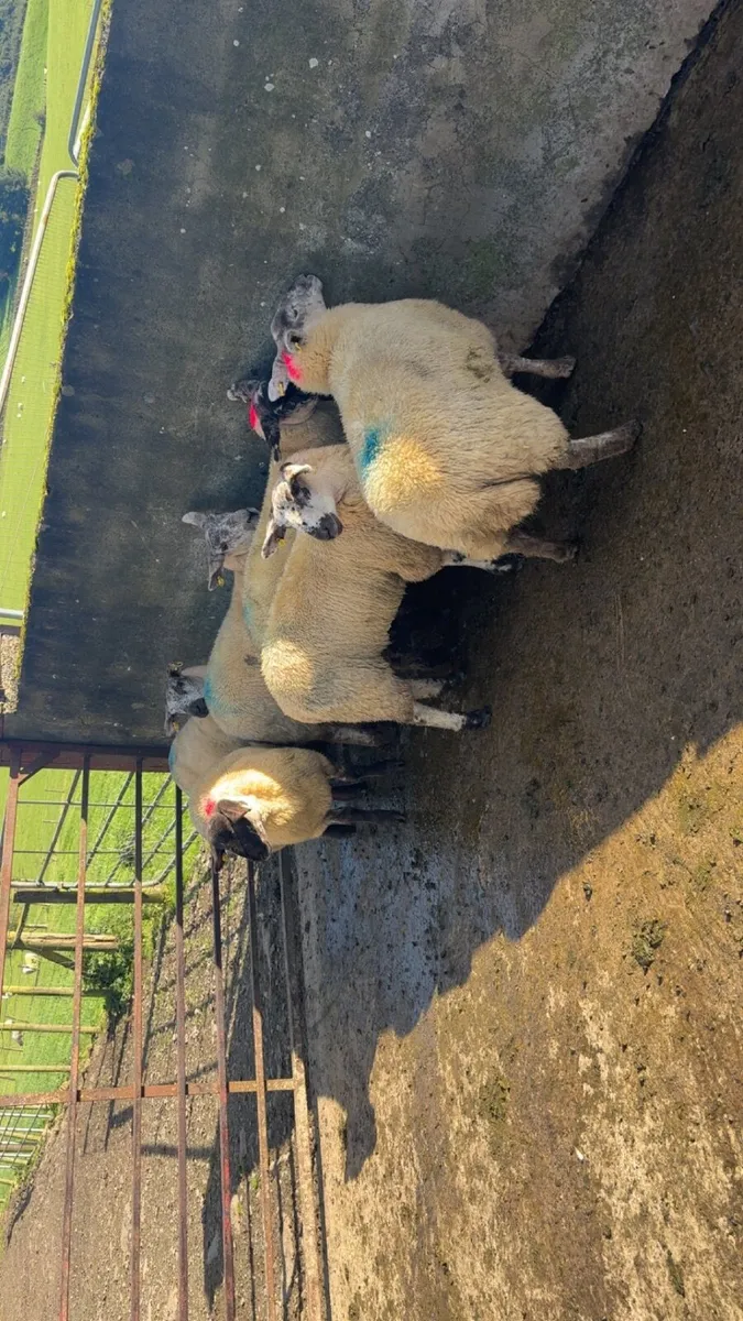 ewe lambs for sale - Image 4