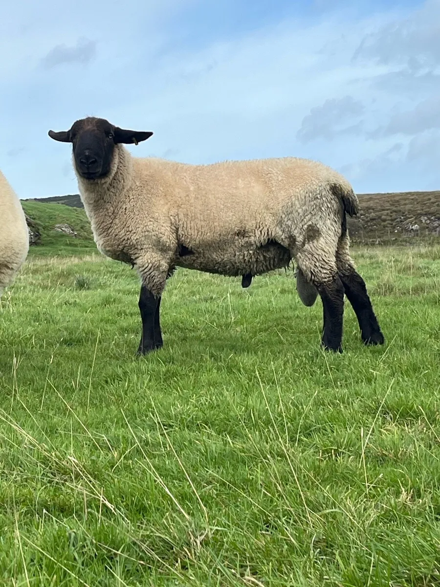 Suffolk hogget ram - Image 1
