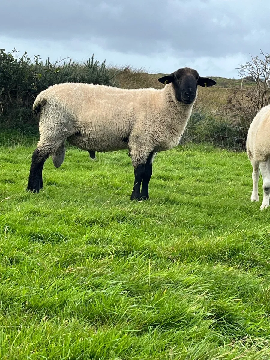 Suffolk hogget ram - Image 3
