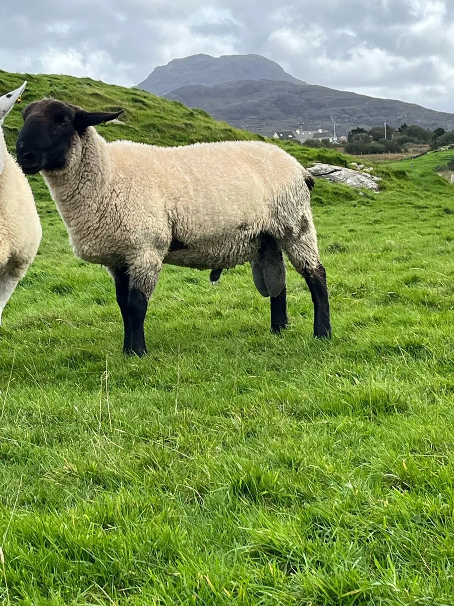 Suffolk hogget ram - Image 4