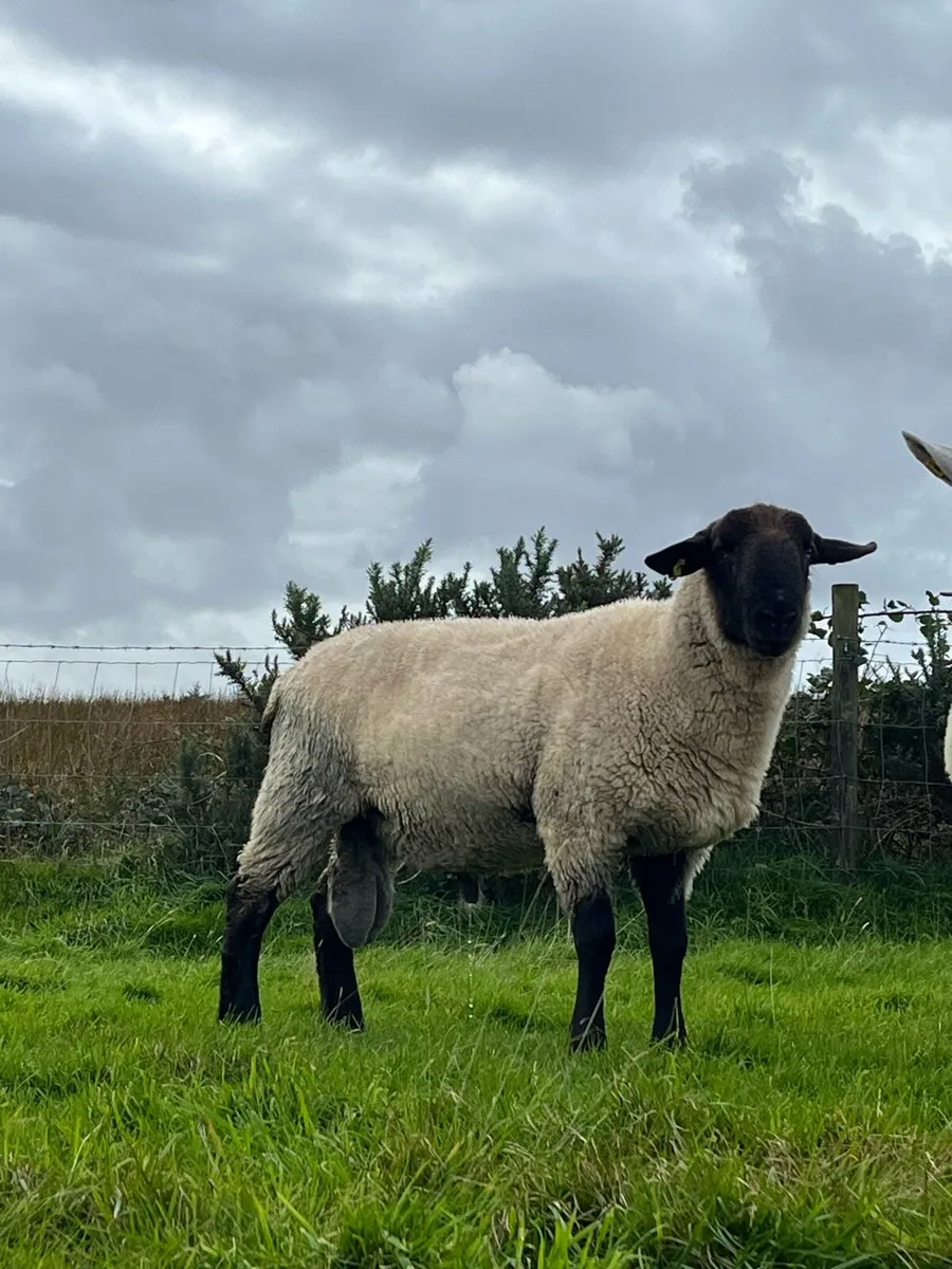 Suffolk hogget ram - Image 2