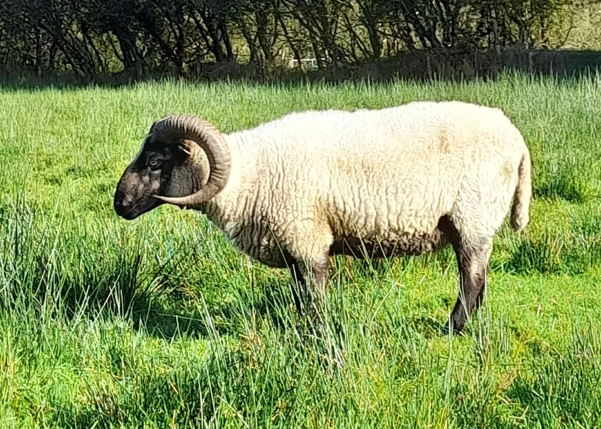Pure Bred Shetland Ram - Image 2