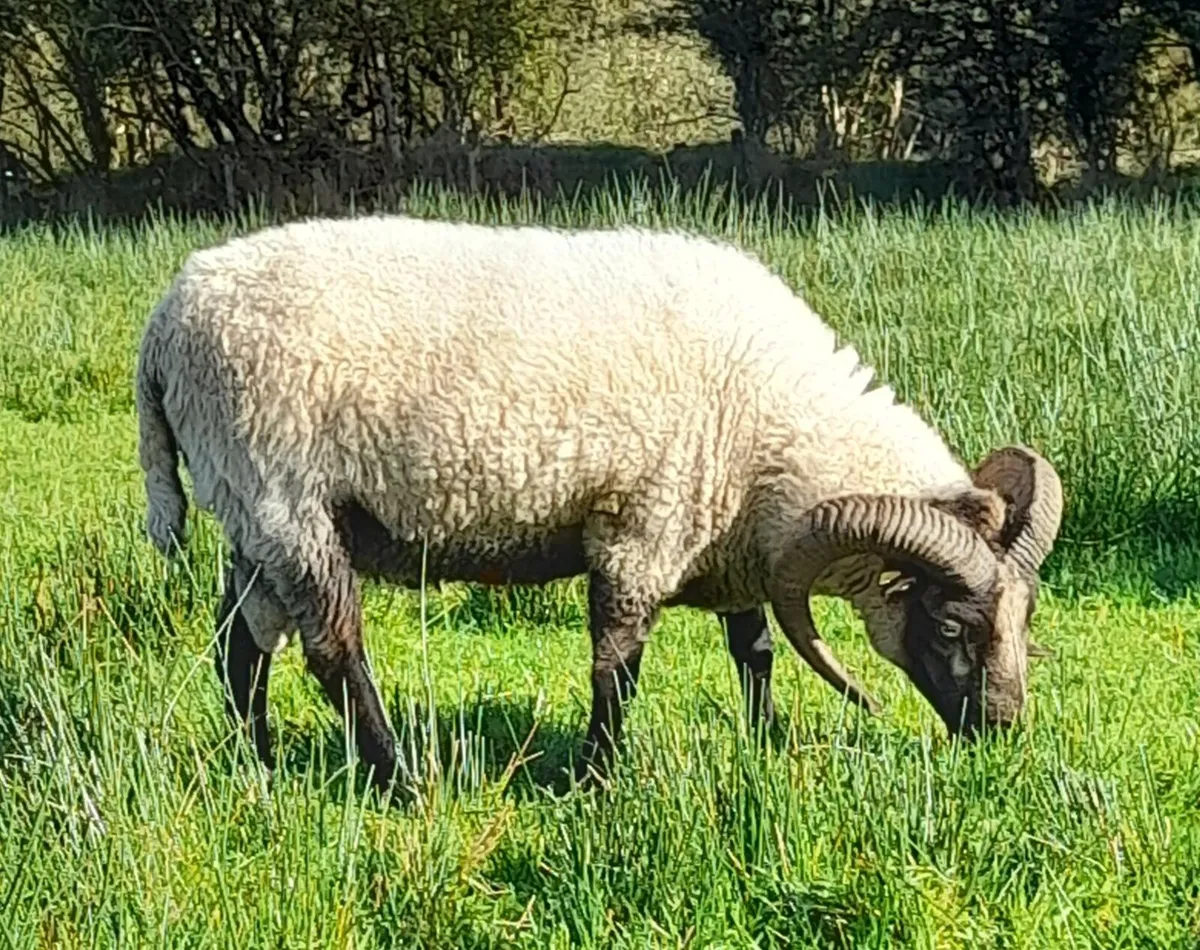 Pure Bred Shetland Ram - Image 1